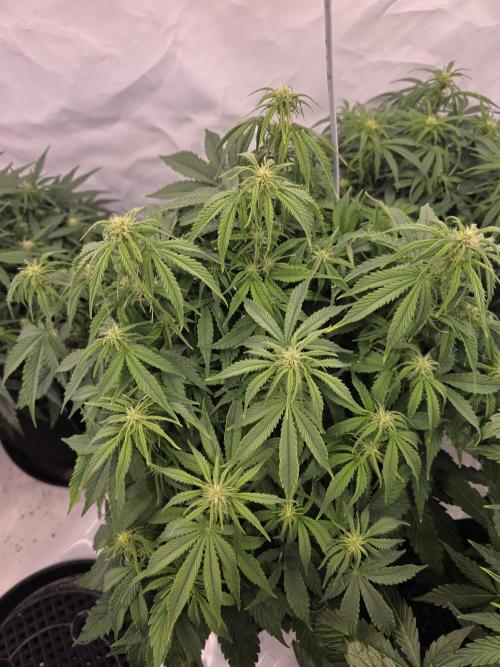 Royal Queen Seed first try. Week 5