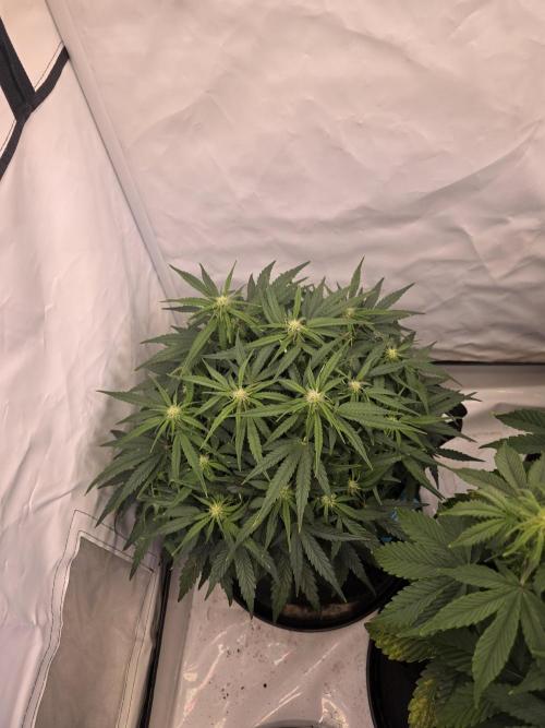 Royal Queen Seed first try. Week 5