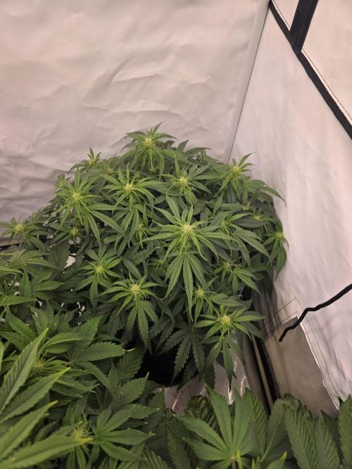 Royal Queen Seed first try. Week 5