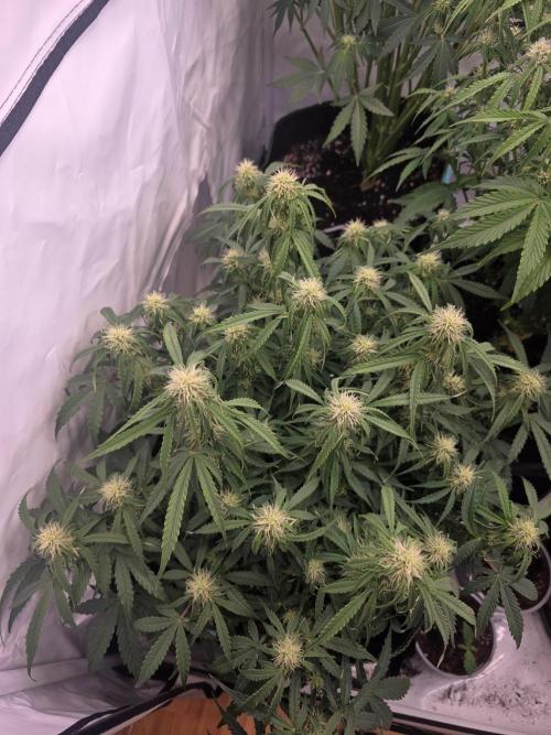 Royal Queen Seed first try. Week 6