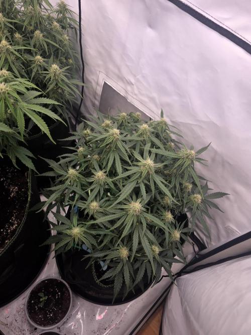 Royal Queen Seed first try. Week 6