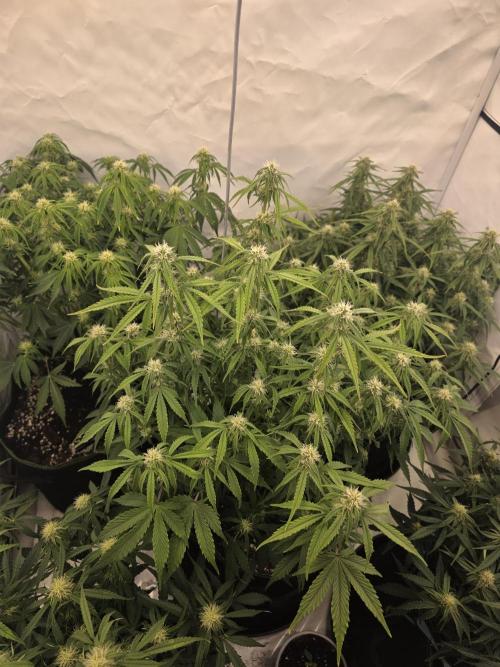Royal Queen Seed first try. Week 6