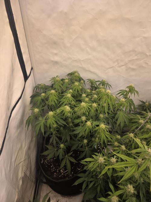 Royal Queen Seed first try. Week 6