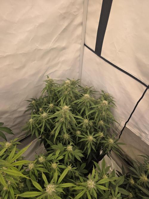 Royal Queen Seed first try. Week 6