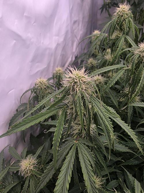 Royal Queen Seed first try. Week 6
