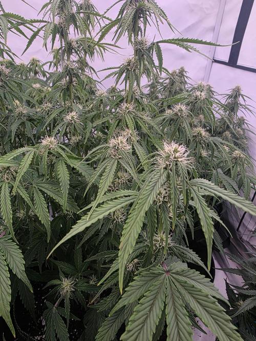 Royal Queen Seed first try. Week 6