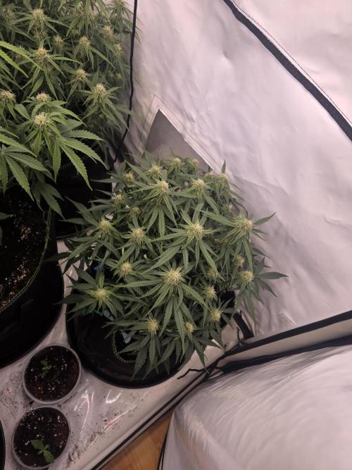Royal Queen Seed first try. Week 6
