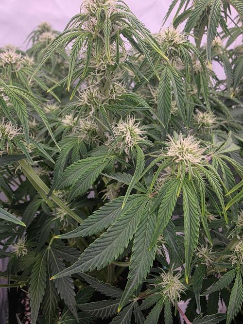Royal Queen Seed first try. Week 6