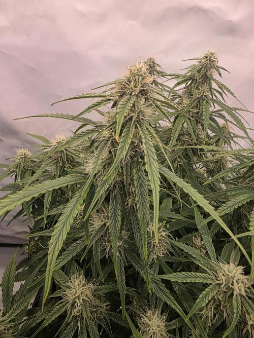 Royal Queen Seed first try. Week 6