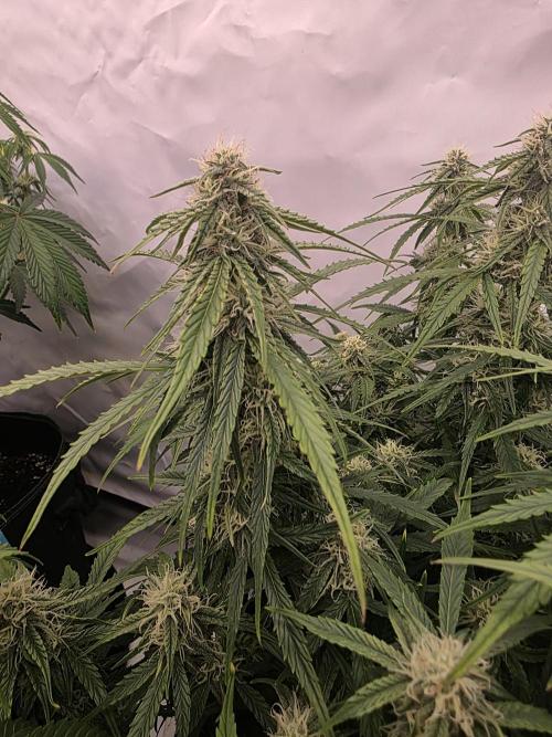 Royal Queen Seed first try. Week 6