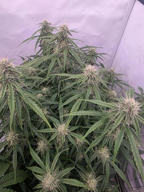 Royal Queen Seed first try. Week 6