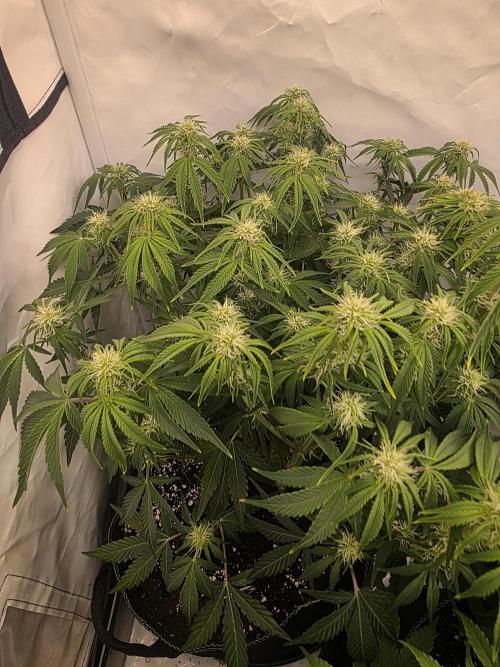Royal Queen Seed first try. Week 6