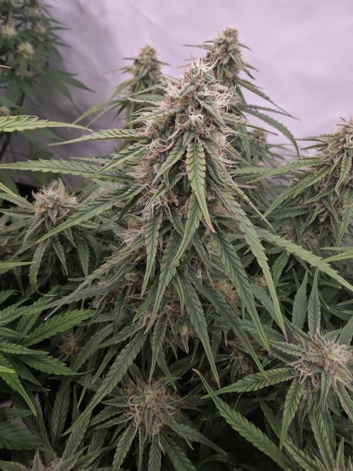 Royal Queen Seed first try. Week 7