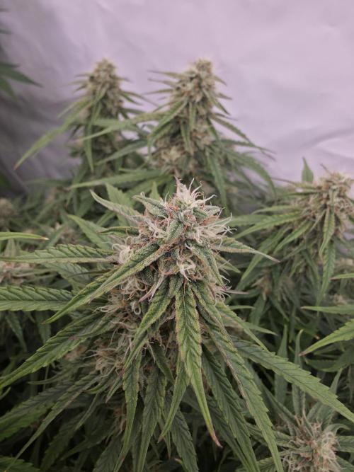 Royal Queen Seed first try. Week 7