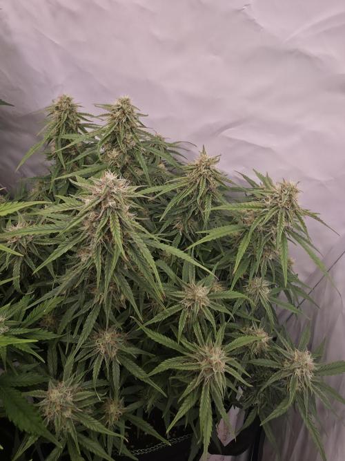 Royal Queen Seed first try. Week 7