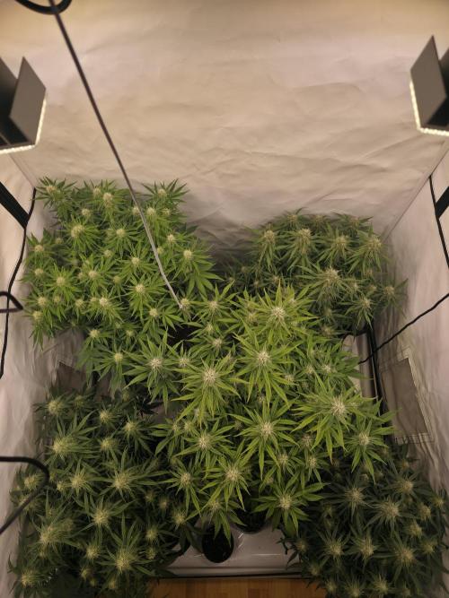 Royal Queen Seed first try. Week 7