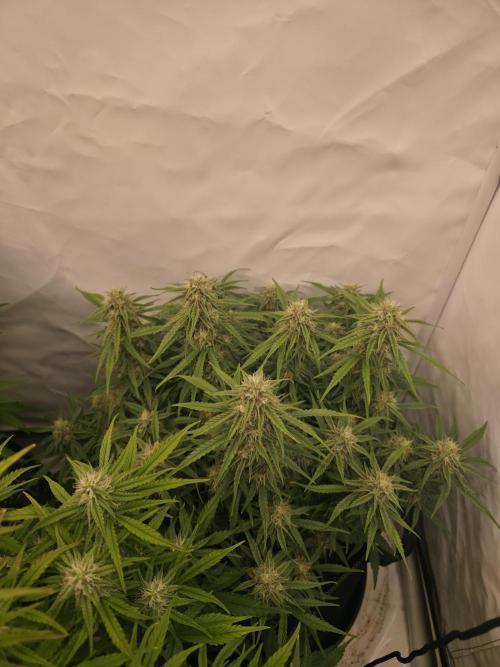 Royal Queen Seed first try. Week 7