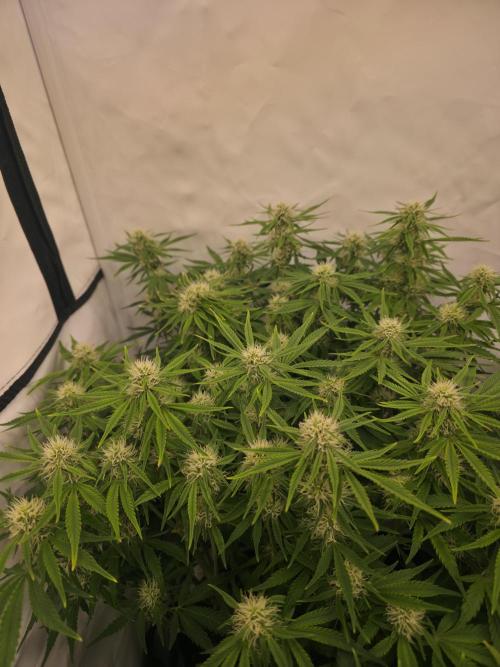 Royal Queen Seed first try. Week 7