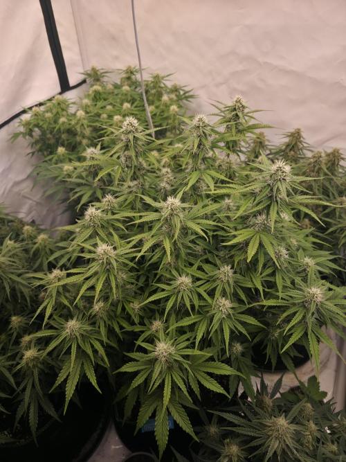 Royal Queen Seed first try. Week 7