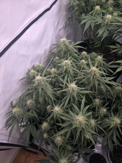 Royal Queen Seed first try. Week 7