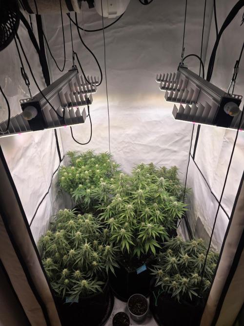 Royal Queen Seed first try. Week 7