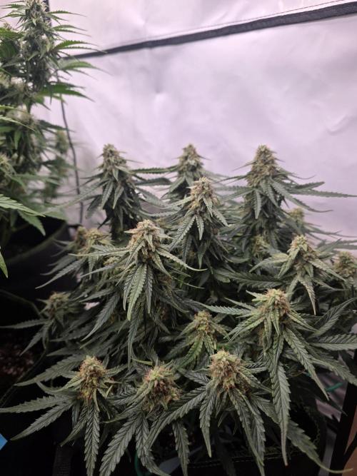 Royal Queen Seed first try. Week 7