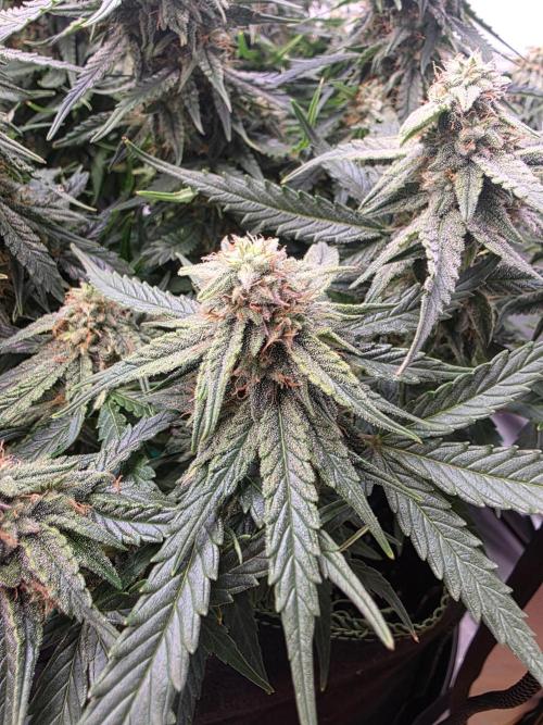 Royal Queen Seed first try. Week 7