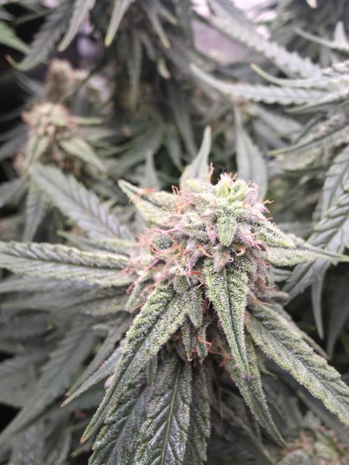 Royal Queen Seed first try. Week 7