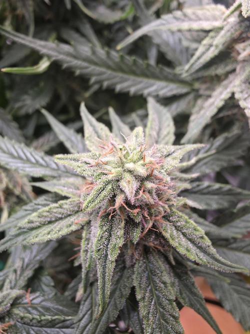 Royal Queen Seed first try. Week 7