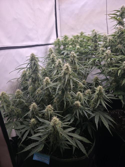 Royal Queen Seed first try. Week 7