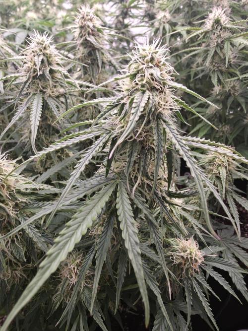 Royal Queen Seed first try. Week 7