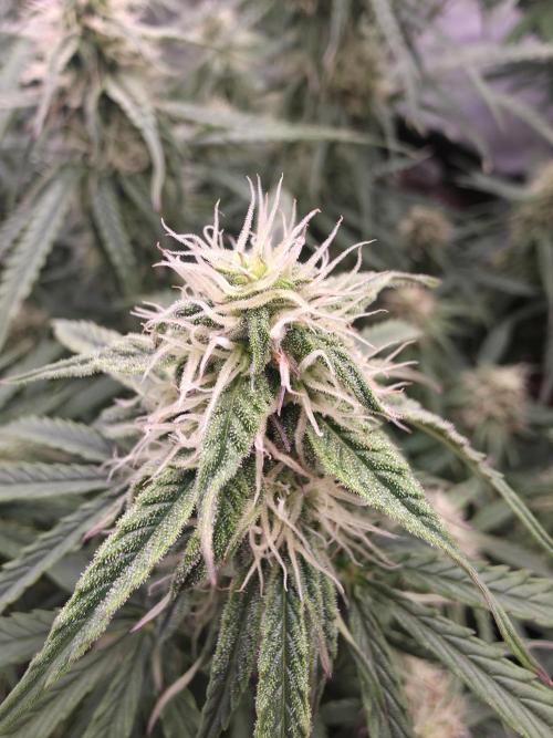 Royal Queen Seed first try. Week 7