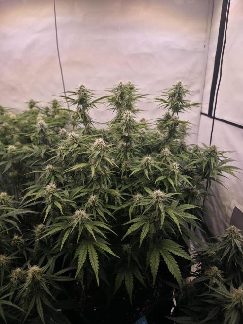 Royal Queen Seed first try. Week 7