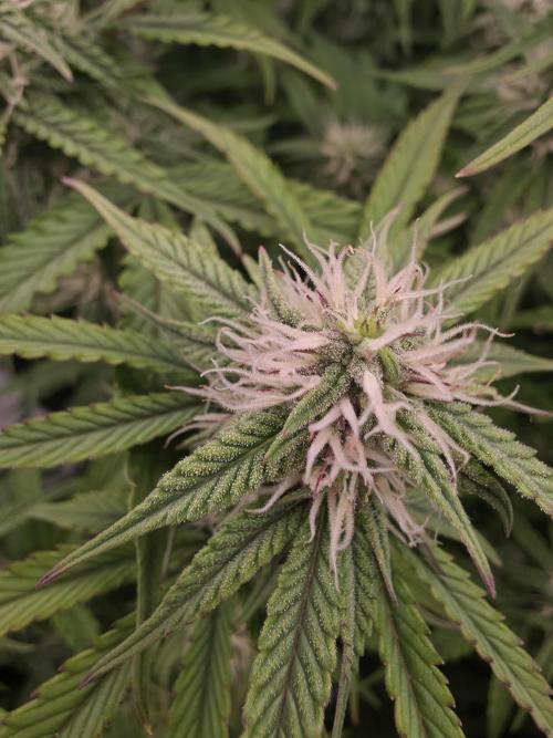 Royal Queen Seed first try. Week 7