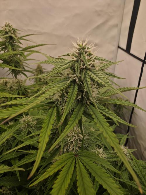 Royal Queen Seed first try. Week 7