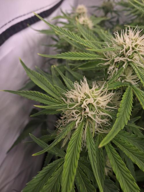 Royal Queen Seed first try. Week 7