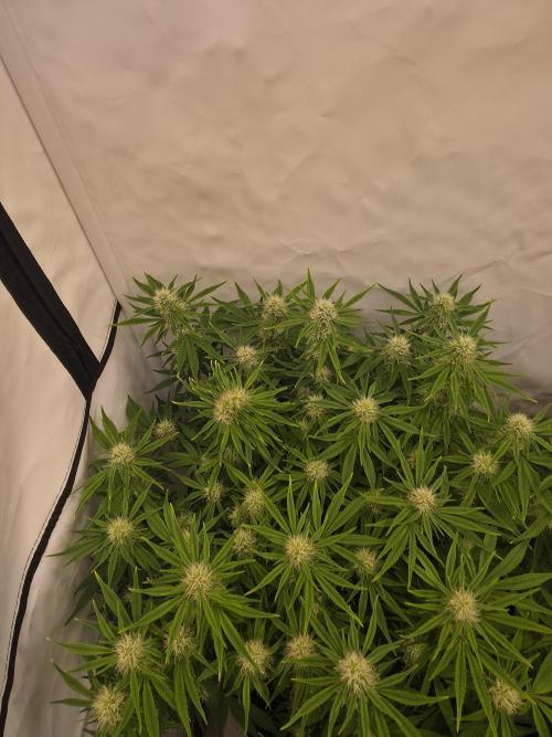 Royal Queen Seed first try. Week 7