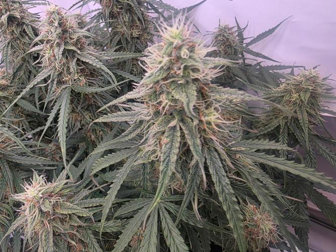 Royal Queen Seed first try. Week 8