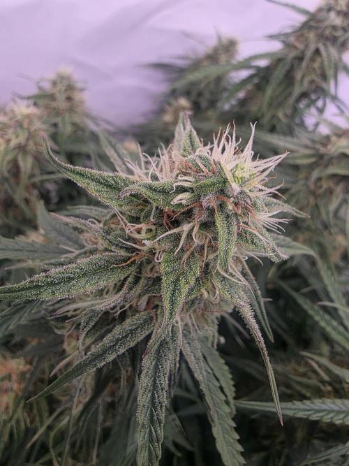 Royal Queen Seed first try. Week 8