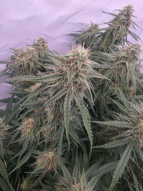 Royal Queen Seed first try. Week 8