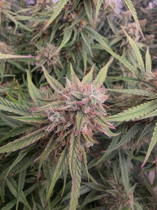 Royal Queen Seed first try. Week 8