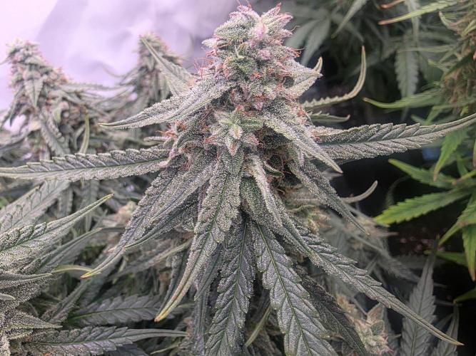 Royal Queen Seed first try. Week 8