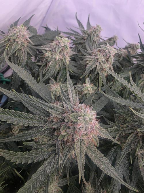 Royal Queen Seed first try. Week 8