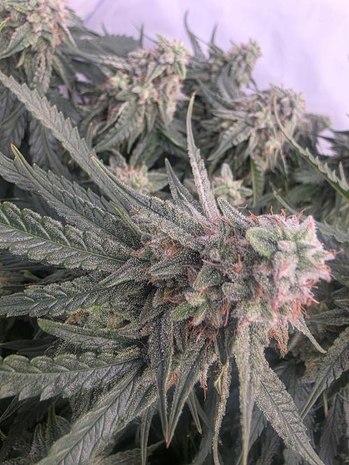 Royal Queen Seed first try. Week 8