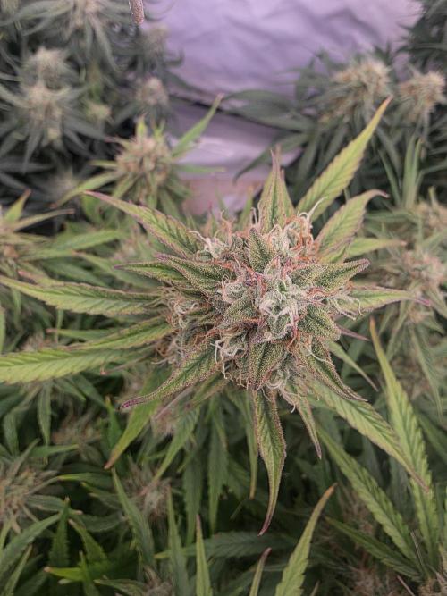 Royal Queen Seed first try. Week 8
