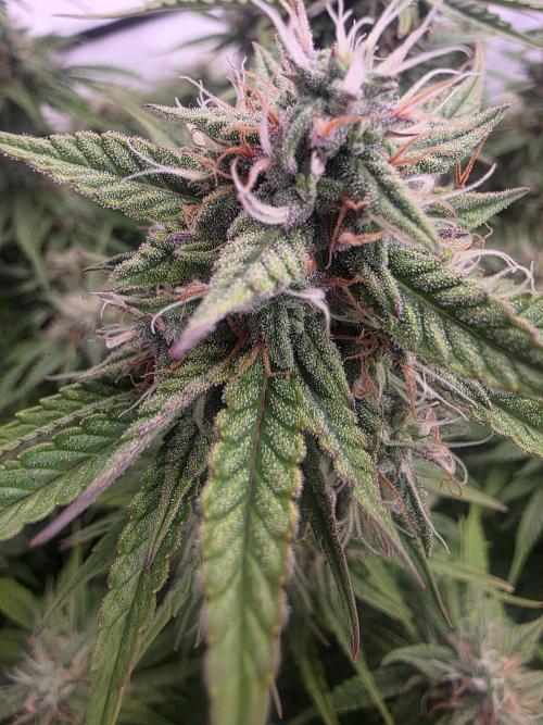 Royal Queen Seed first try. Week 8