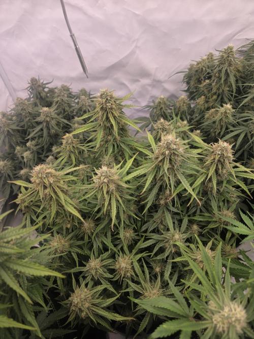 Royal Queen Seed first try. Week 8