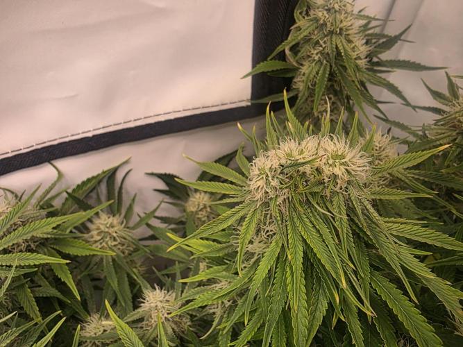 Royal Queen Seed first try. Week 8