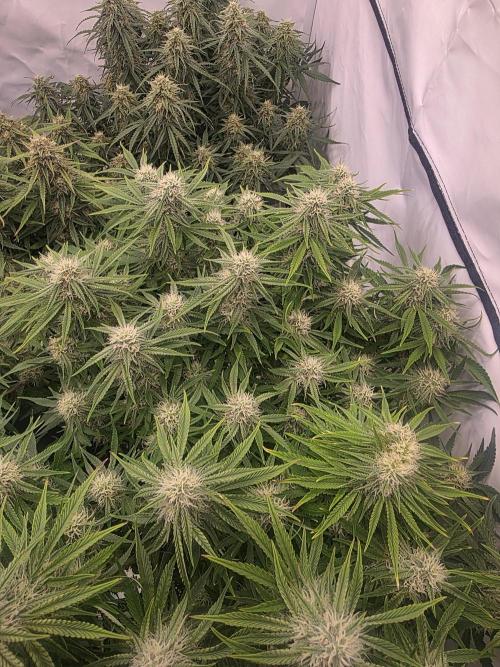 Royal Queen Seed first try. Week 8