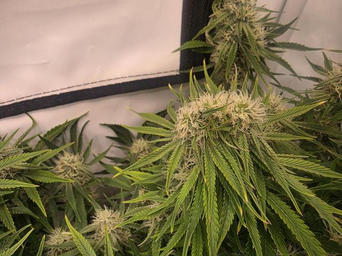 Royal Queen Seed first try. Week 8